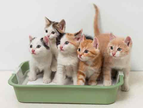 There are tips and tricks for cleaning the litter box.