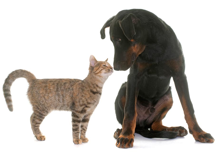 Cats and dogs need help to meet and do well together.