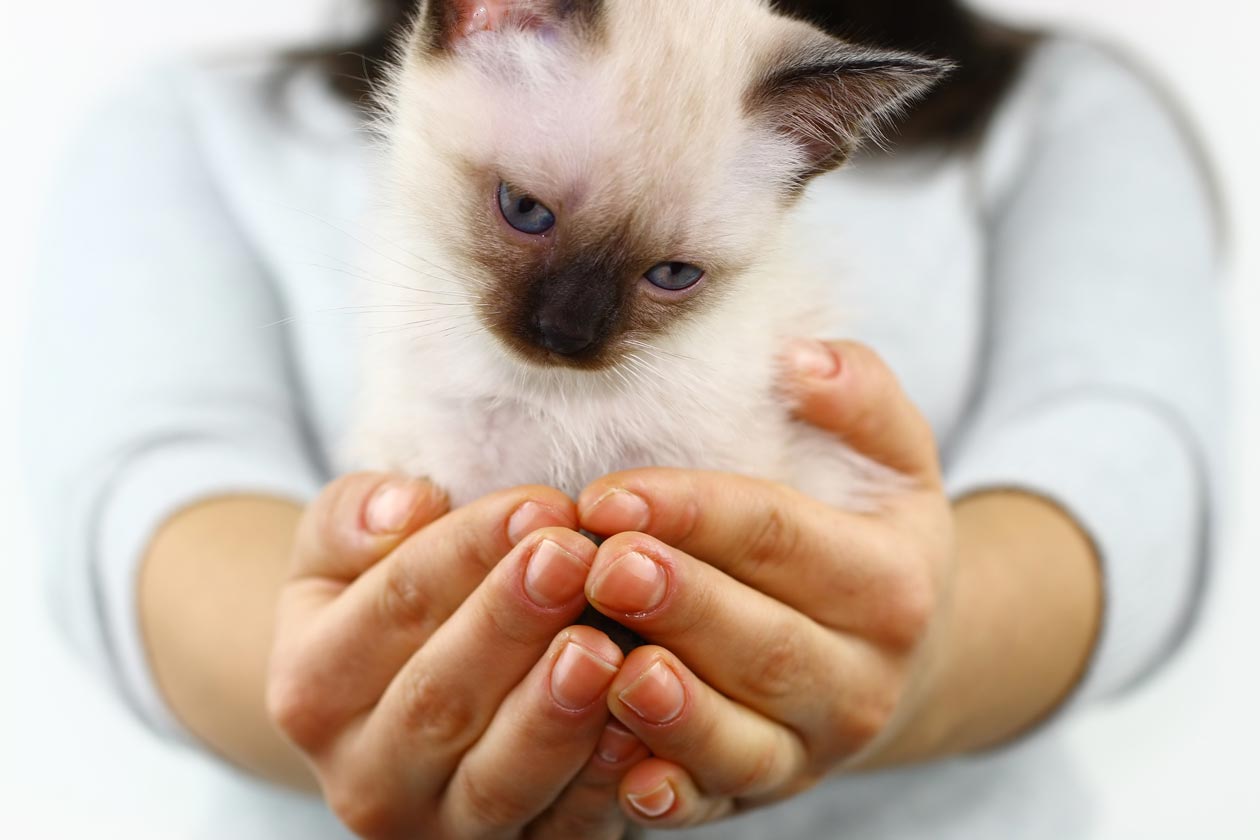 Learn five ways to bond with a new cat.