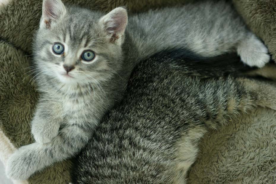 Learn how to choose the right kitten for your family.