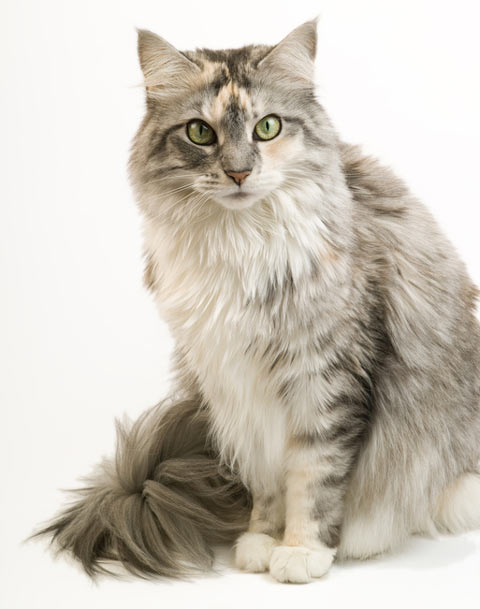 Large cats like Maine Coons need large scratching posts.