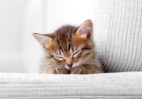 Learn how to keep your cat from scratching at your sofa.
