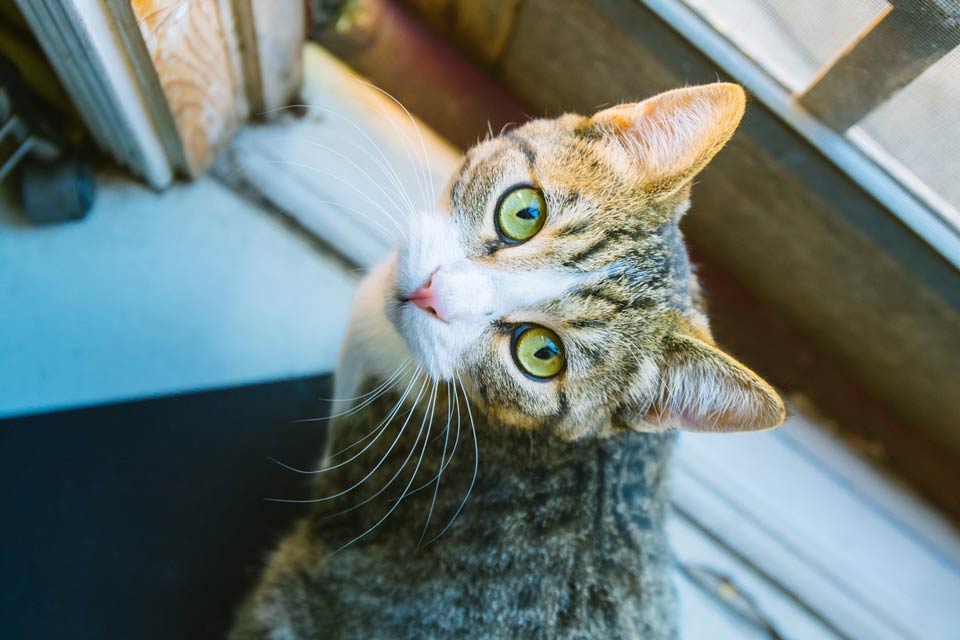 Learn about catios and keeping outdoor cats inside.