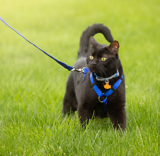 Learn why some cats are afraid of leashes.