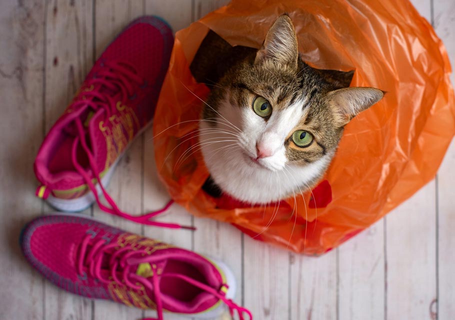 Learn about why some cats chew on and eat plastic.
