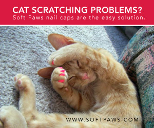 Easy Solution to Cat Scratching Soft Paws