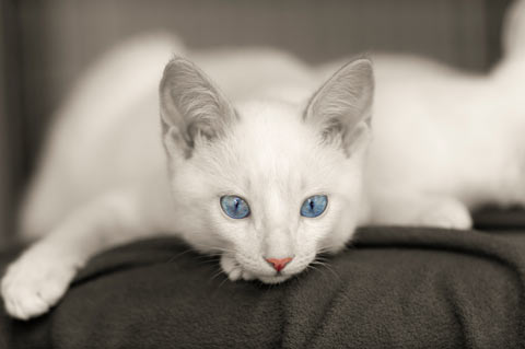 Choosing the best cat scratching post requires some cat knowledge.