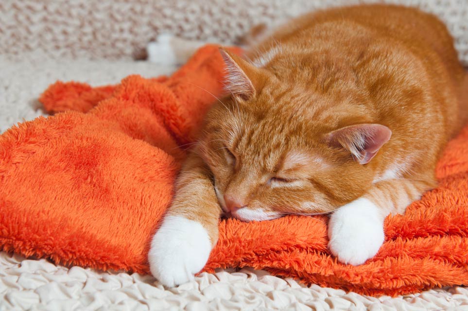 Bite wounds from cats often form abscesses. Learn all about bite wound abscesses in cats.