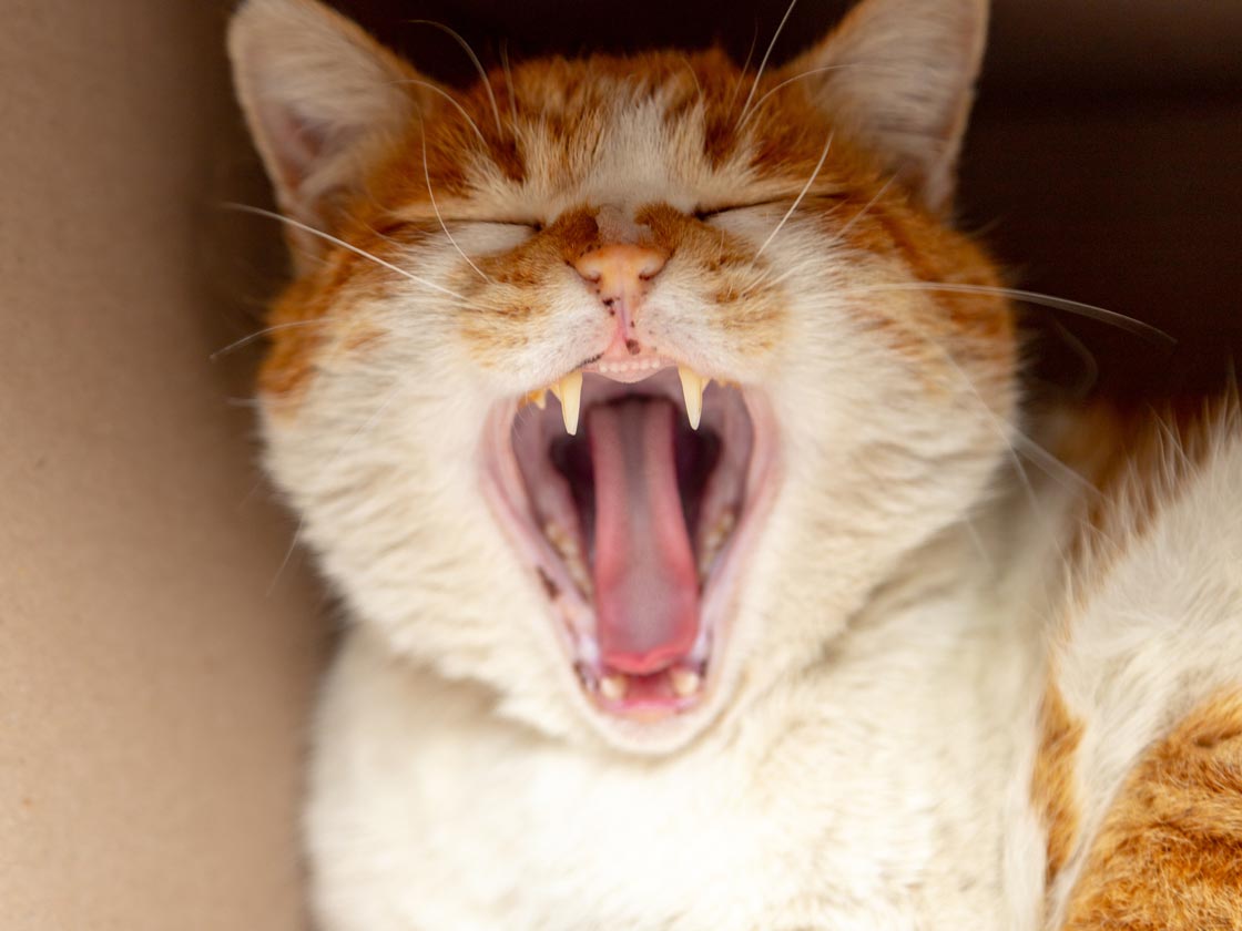 How to Care for Your Cat's Teeth