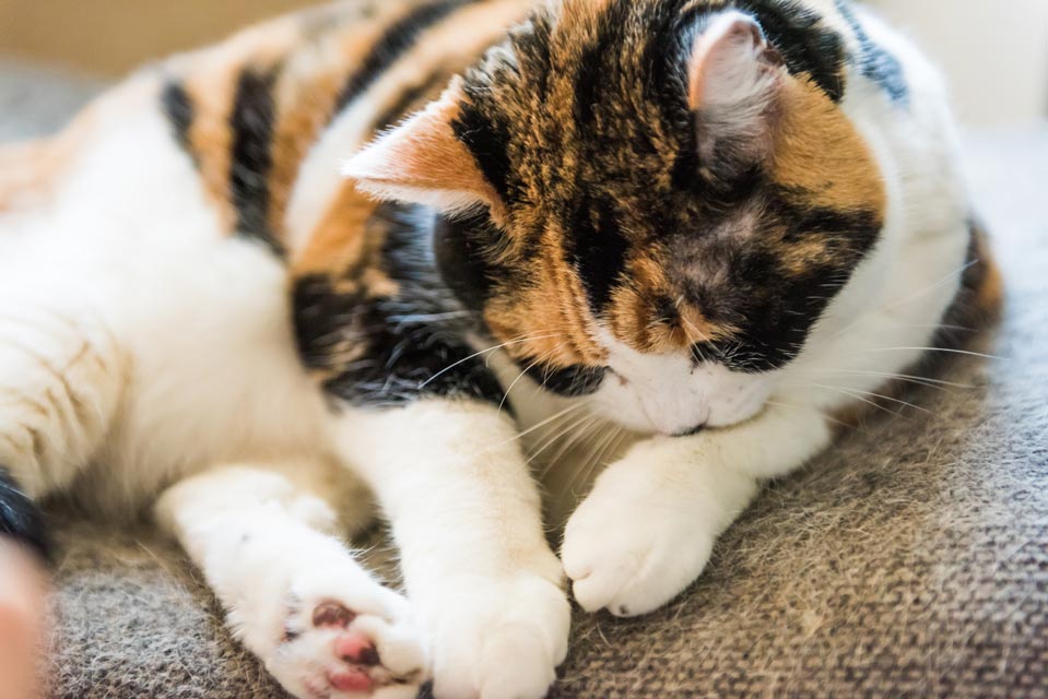Some cats drool when really happy. Cats don’t usually drool unless there’s a problem.