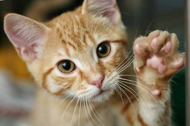 Please do not declaw... please