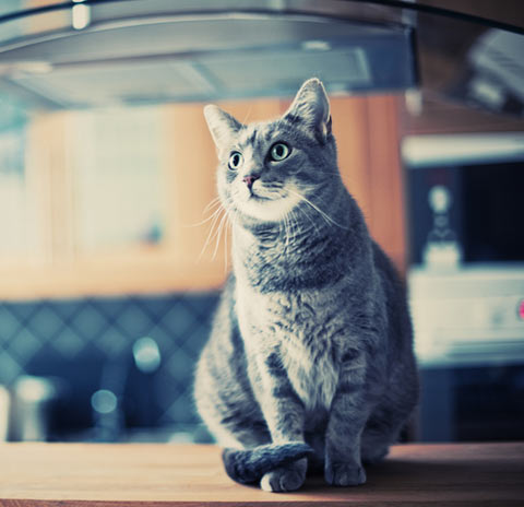 Cats especially like nice-smelling kitchen counters.