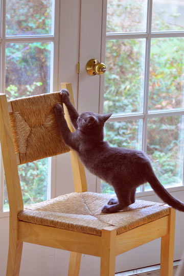 tree stump cat scratcher