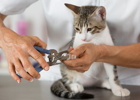 Learning to properly clip your cat's nails can reduce cat scratching damage.