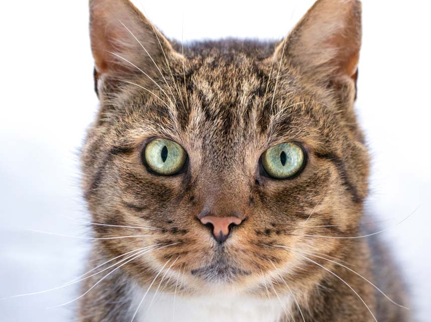 These 6 things are common fear-inducers in cats.
