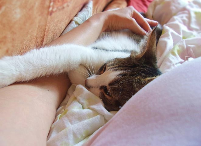 Here are some things to consider before you open your home to foster cats. Keep these considerations in mind while deciding whether to foster cats.