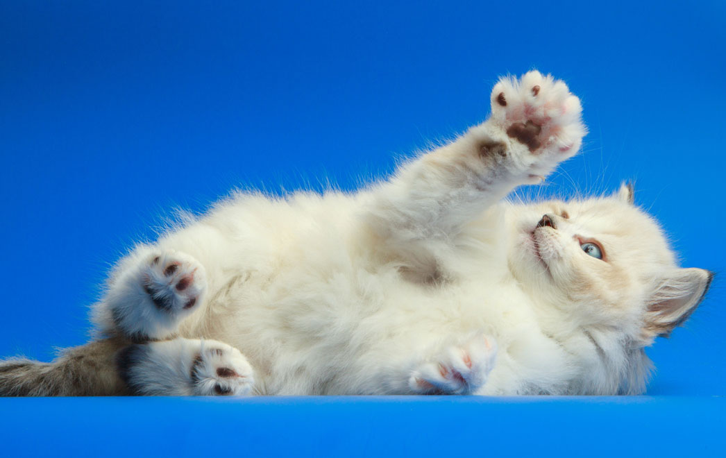 New York is the first state to ban the declawing of cats. Declaw surgeries have been banned in New York state.