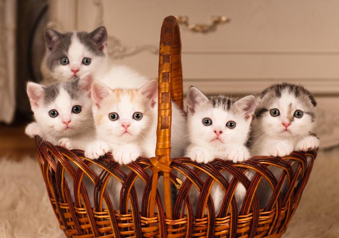 Use play, stress relief, and Feliway to decrease cat fighting. Learn how to decrease cat fighting in your home.