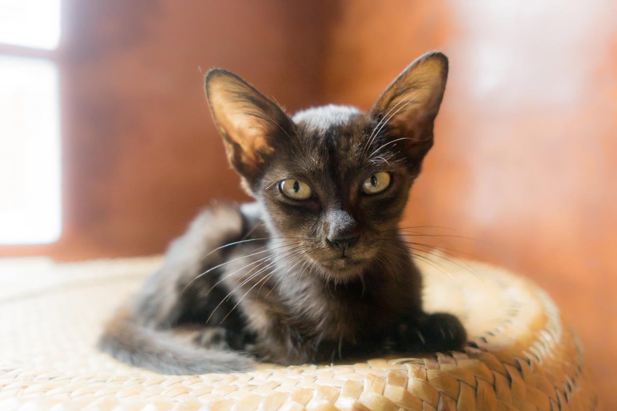 Learn about diabetes in cats. Diabetes is commonly diagnosed in cats.