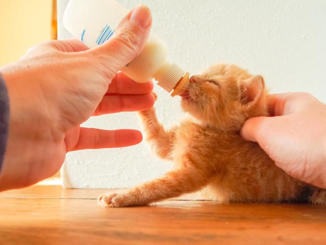 Fostering helps homeless cats find homes. Why fostering cats helps homeless felines.