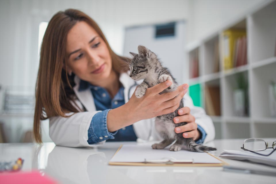 Find out ways to pick out a veterinarian. Learn ways to choose a good veterinarian.