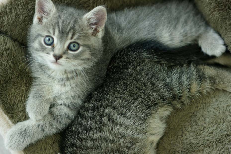 Choosing the right kitten is important. Learn how to choose the right kitten for your family.