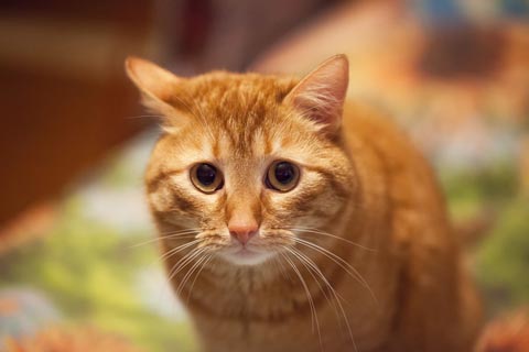A stressed out cat might show several telltale behaviors. Stress in cats can be tricky to spot.