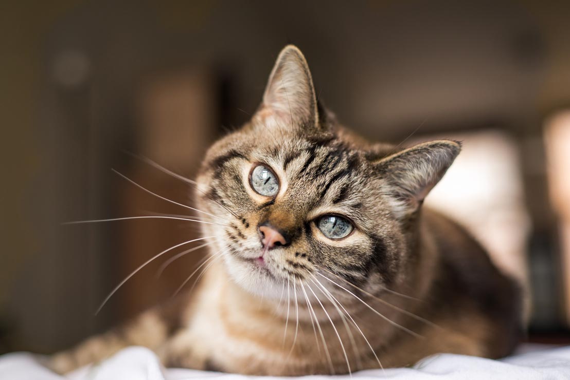 Learn all about hyperthyroidism in cats.
