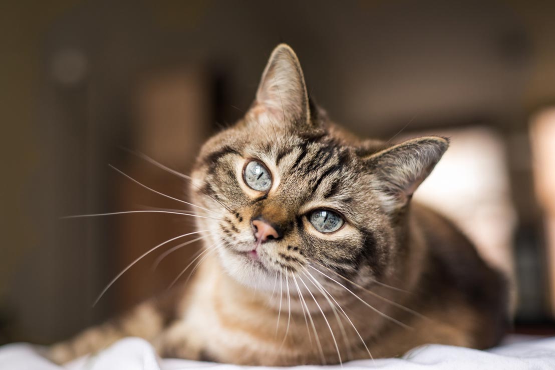 Hyperthyroidism is common in older cats. Learn all about hyperthyroidism in cats.