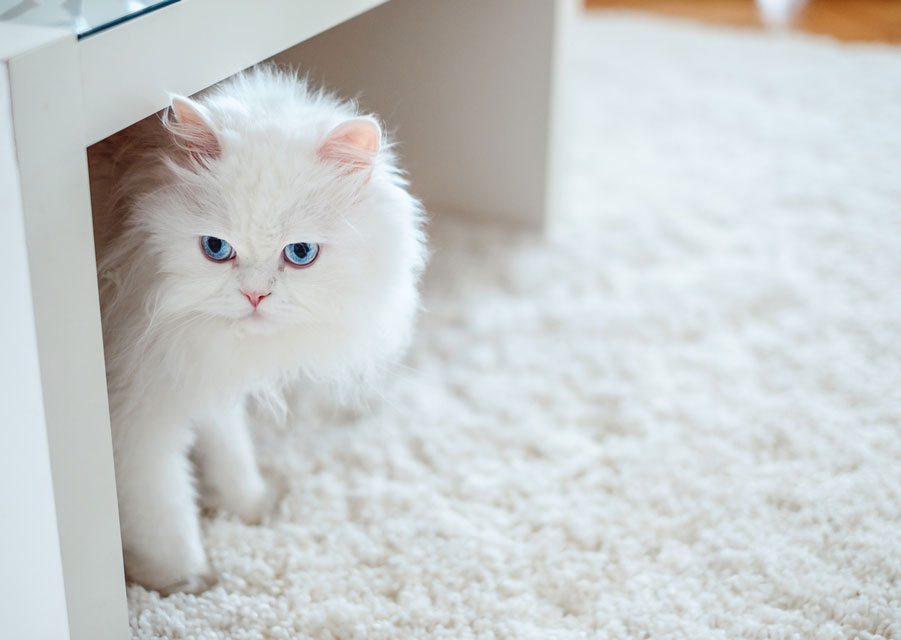 Learn ways to keep your indoor only cat happy and mentally stimulated.