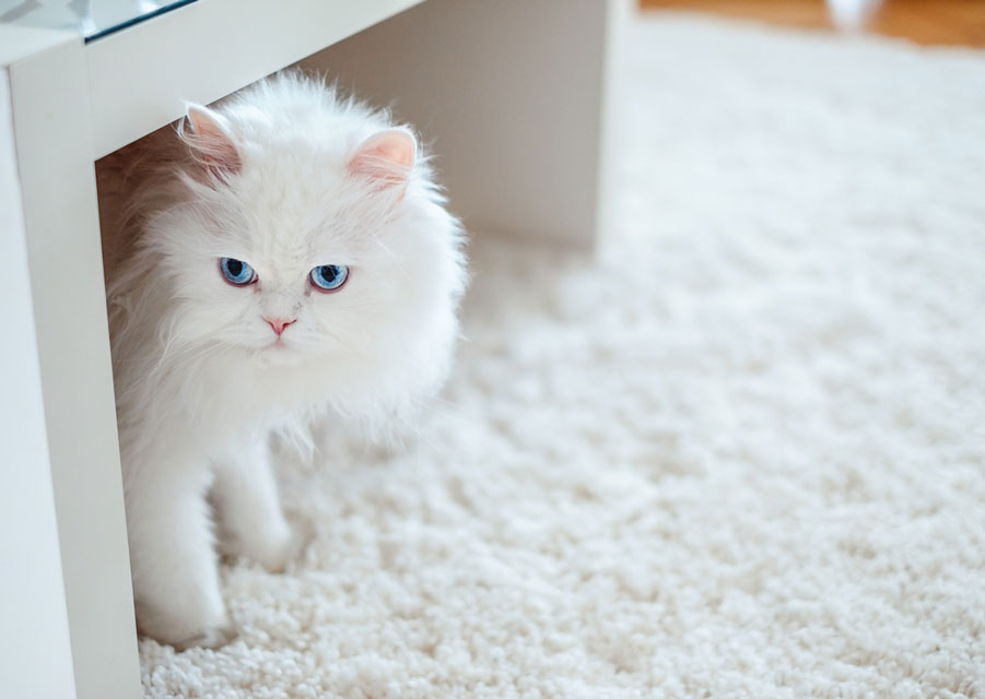 Indoor cats clearance