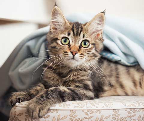 There are some tips for keeping soft paws on your pet’s claws.