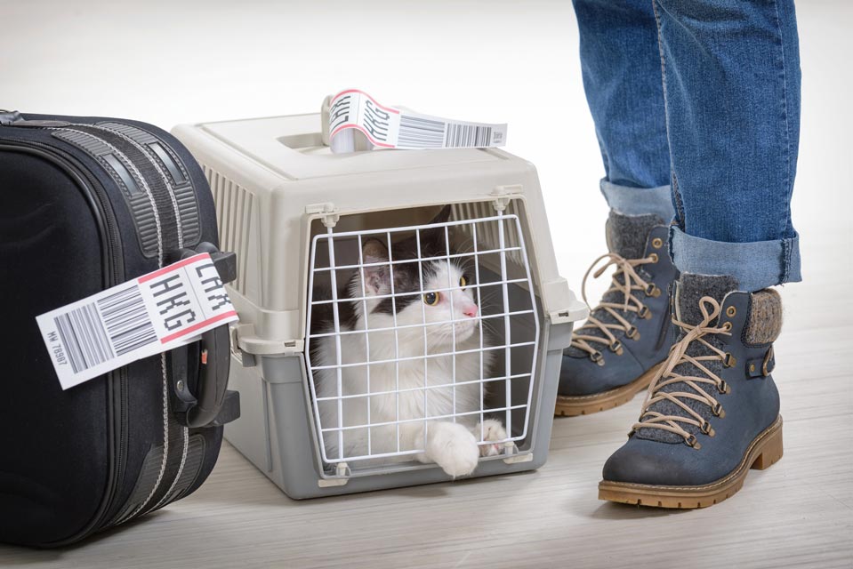 Learn about travel with cats. Traveling with a cat can be stressful.