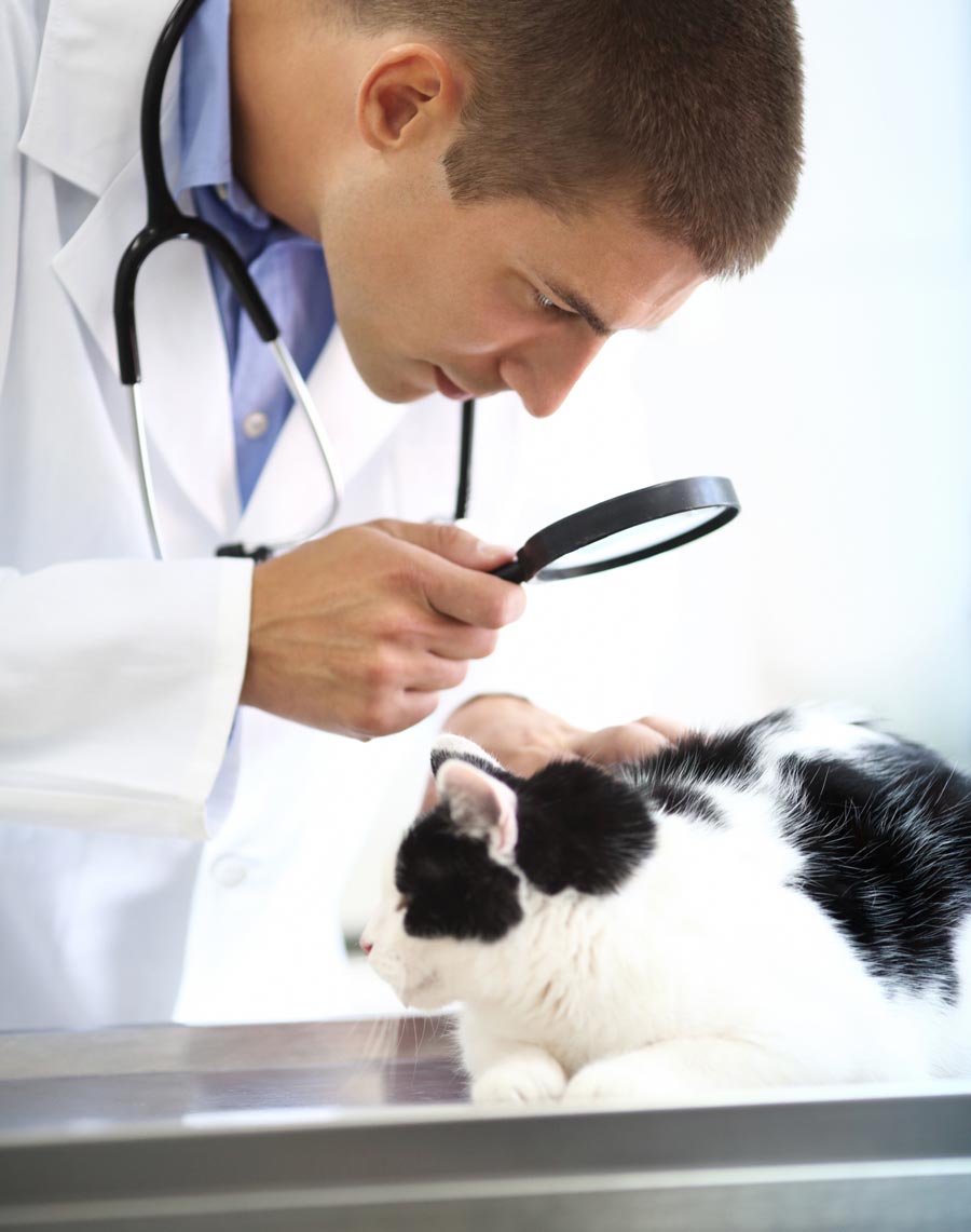 A vet should determine why your cats’ over-grooming. Cats over-groom and scratch due to allergies and other conditions.