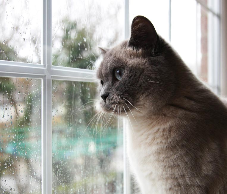 Learn what misplaced aggression in cats is and how it can be diagnosed. Cats that attack for no reason might have misplaced aggression.
