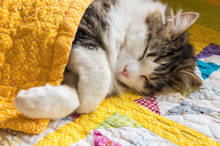 What you need to know about feline saddle thrombus. Learn about FATE.
