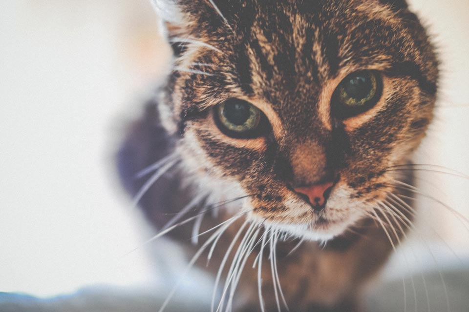 Learn about senior cat conditions and care. Senior cats need some tailored care.