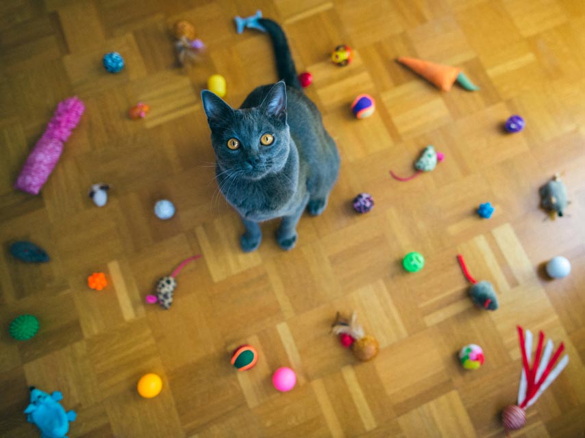 Use interactive play to decrease your cat’s stress and scratching. Interactive play can decrease problem cat scratching.