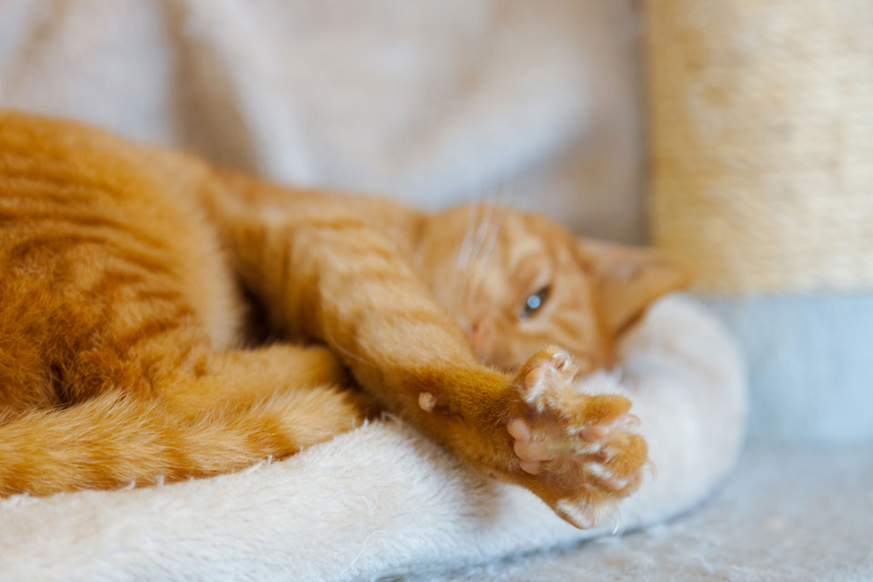 Learn why VCA clinics have banned declaw surgeries.