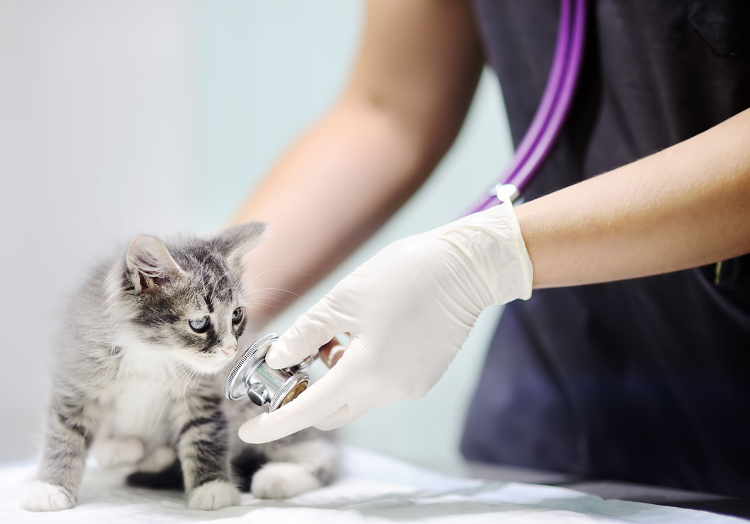 Indoor cats need regular exams too. Learn why routine exams are critical for cats.