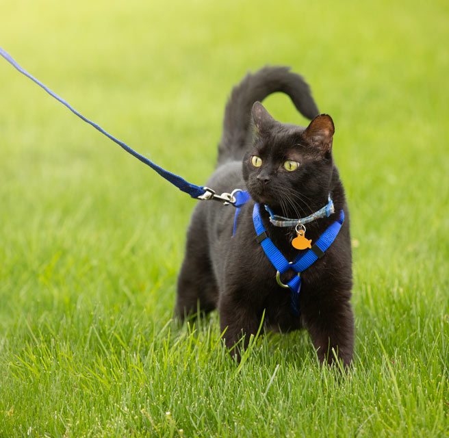 walking a cat on a leash