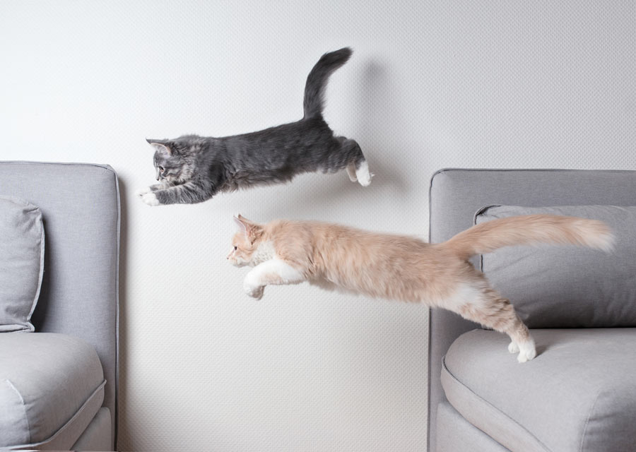 Cat wakes me up running around the house. Why do cats zoom around the house at night?