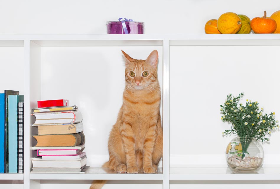 Cats knock things down because it’s fun. Learn why cats knock things down.