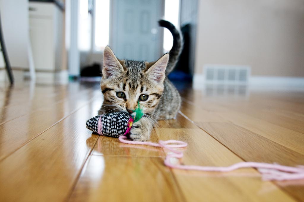 Learn why cats bring dead or half-dead rodents to people. Find out how you can stop your cat from bringing you dead mice.