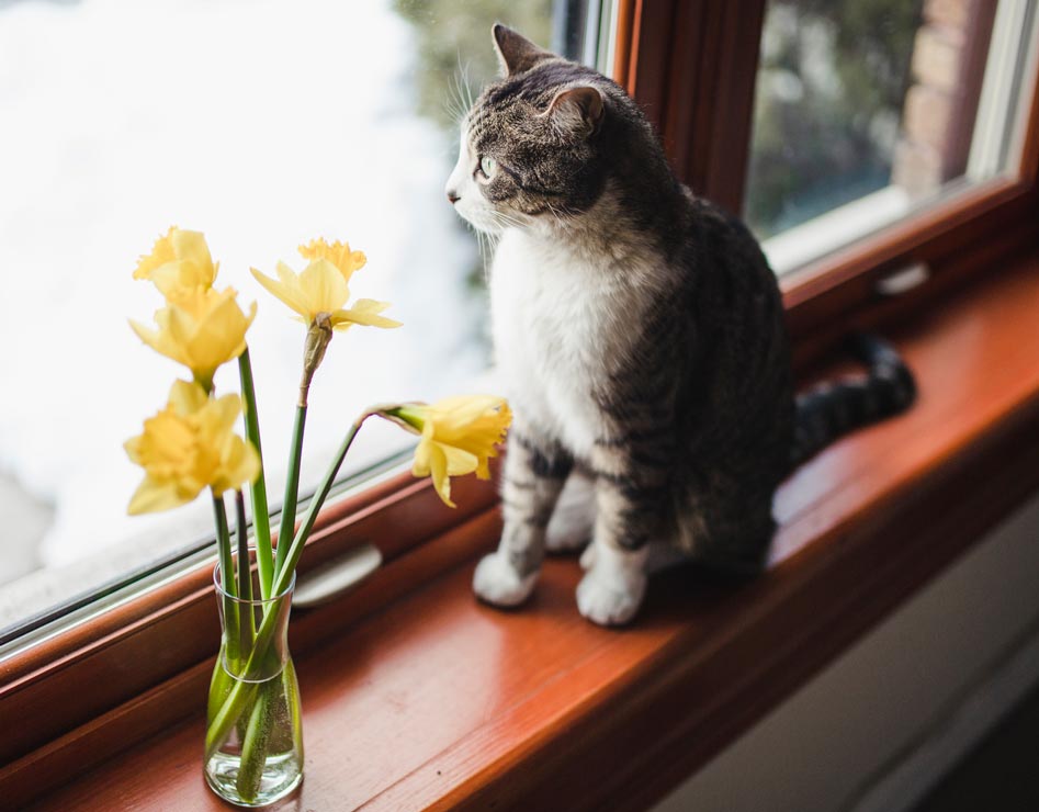 What Is Cat Chattering & Why Do They Do It?