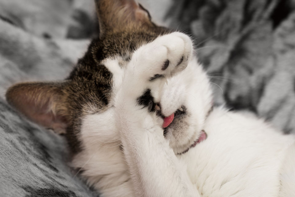 Cats can stink for a few reasons. Learn the common odors cats might develop.